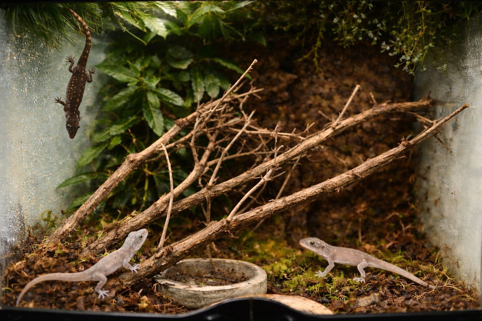 Jungferngeckos – meine kleinen, spannenden Terrarienbewohner