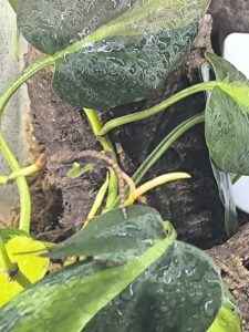 Jungferngeckos – meine kleinen, spannenden Terrarienbewohner