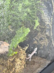 Jungferngeckos – meine kleinen, spannenden Terrarienbewohner