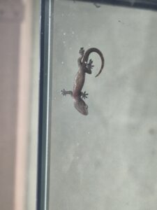Jungferngeckos – meine kleinen, spannenden Terrarienbewohner