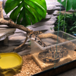 Schlangi bekommt ein Terrarium-Update