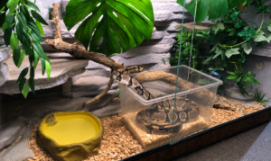 Schlangi bekommt ein Terrarium-Update