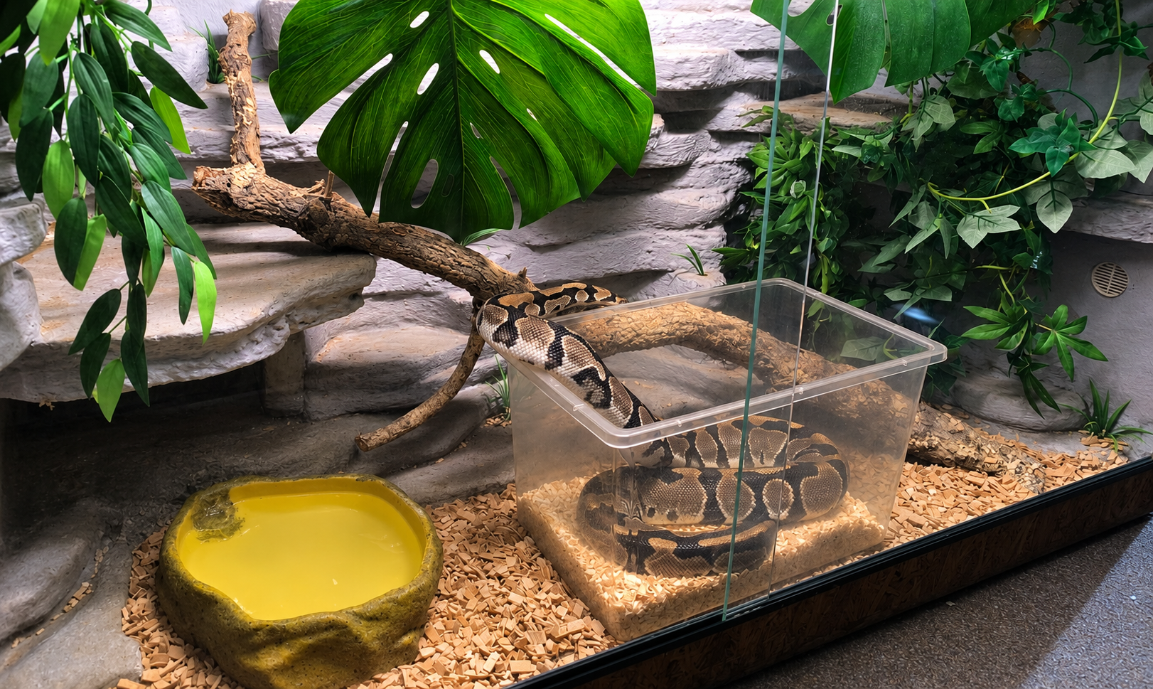 Schlangi bekommt ein Terrarium-Update