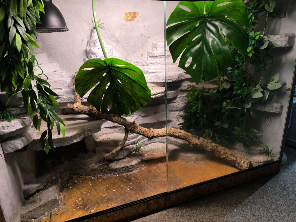 Schlangi bekommt ein Terrarium-Update