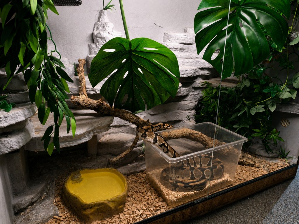 Schlangi bekommt ein Terrarium-Update